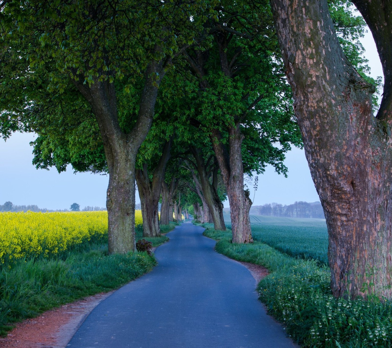 Vue d'une route bordée d'arbres et de fleurs jaunes (nature, route, arbres)