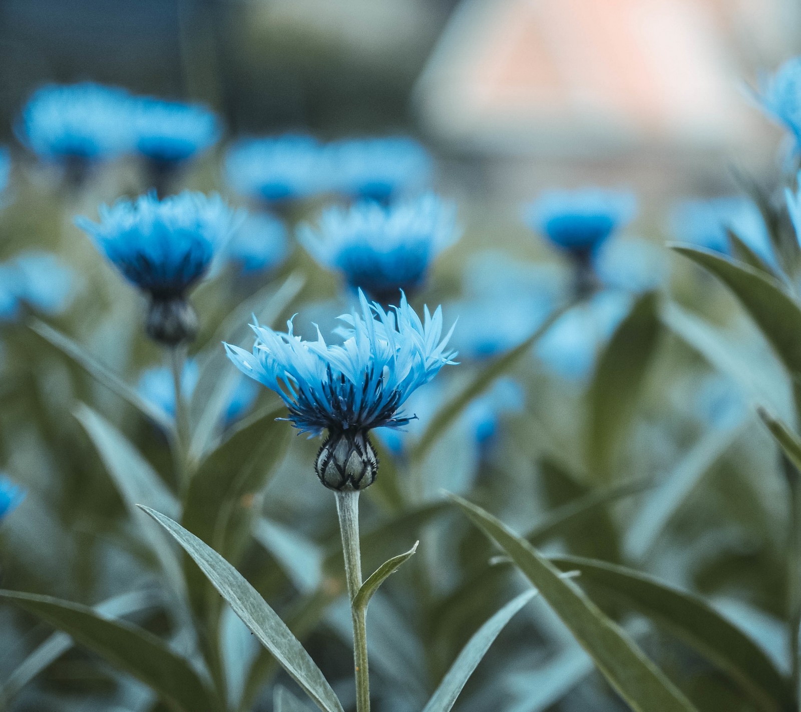 blue, field, flower Download Wallpaper