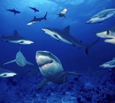 Rencontre sous-marine avec des requins dans la mer