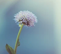 flor, blanco