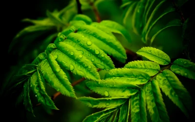 Toma macro de hojas verdes besadas por el rocío