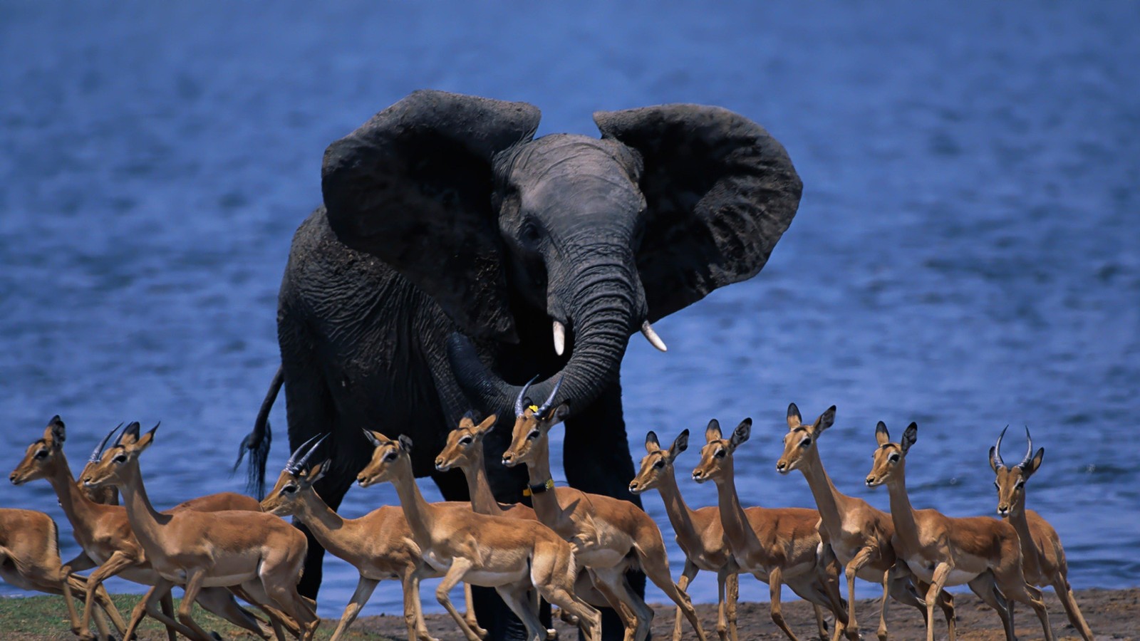 Les éléphants et les gazelles se promènent le long de la rive d'un lac. (éléphant, faune, migration animale, animal terrestre, éléphants et mammouths)