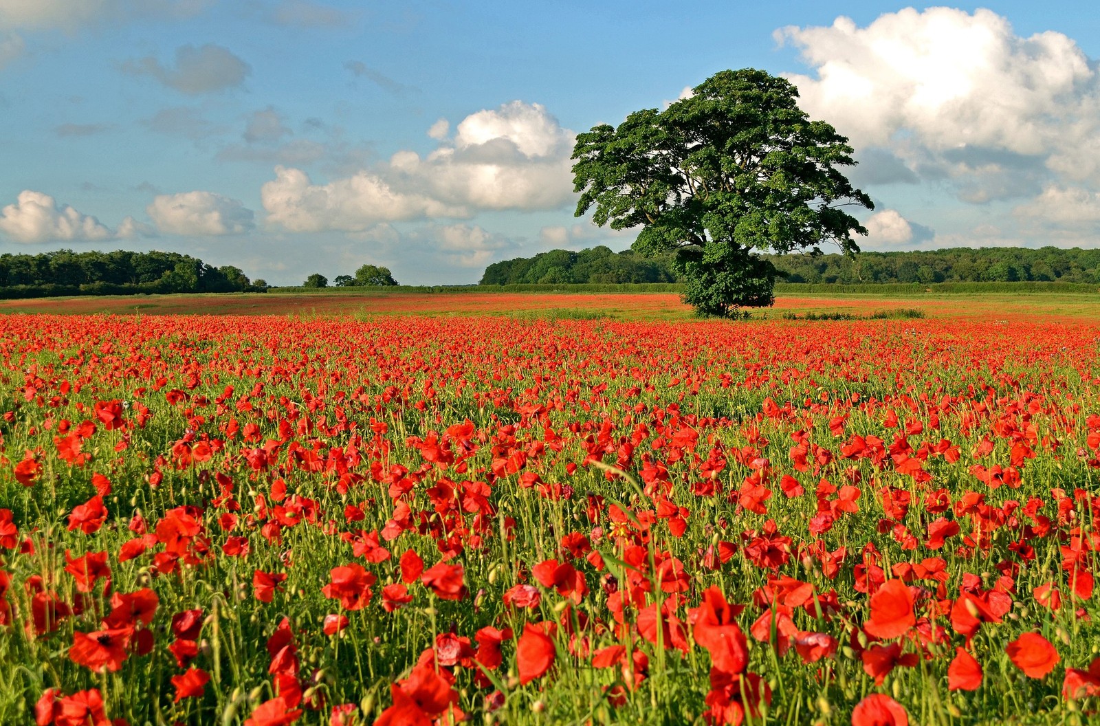 Campo de flores vermelhas com uma árvore solitária ao longe (campo, flor, planta, prado, planta com flores)