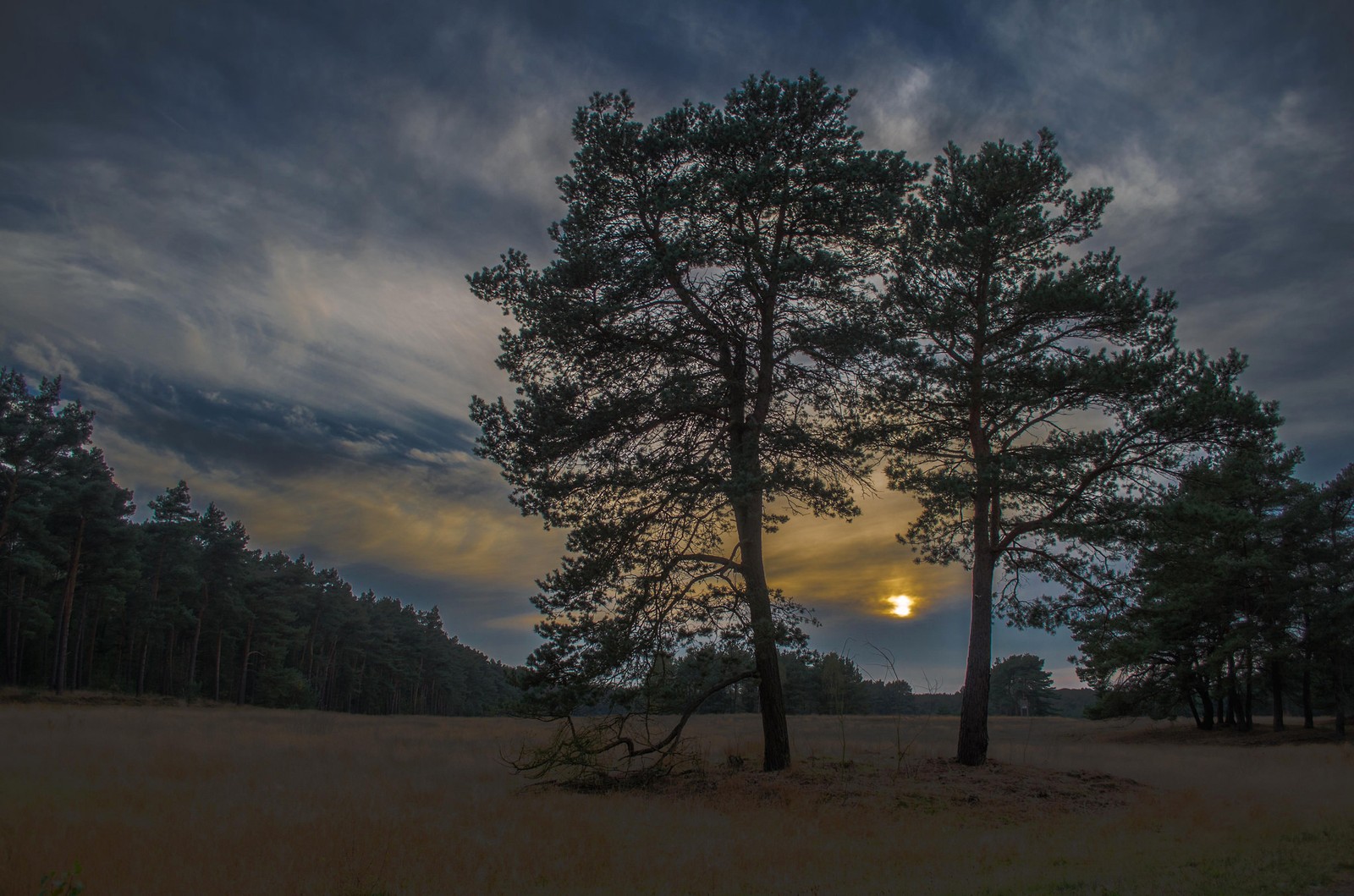 Une vue arabe d'un champ avec un arbre et un coucher de soleil (arbre, nature, nuage, matin, atmosphère)