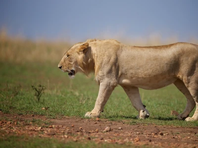 Lion masai majestueux errant dans la savane africaine