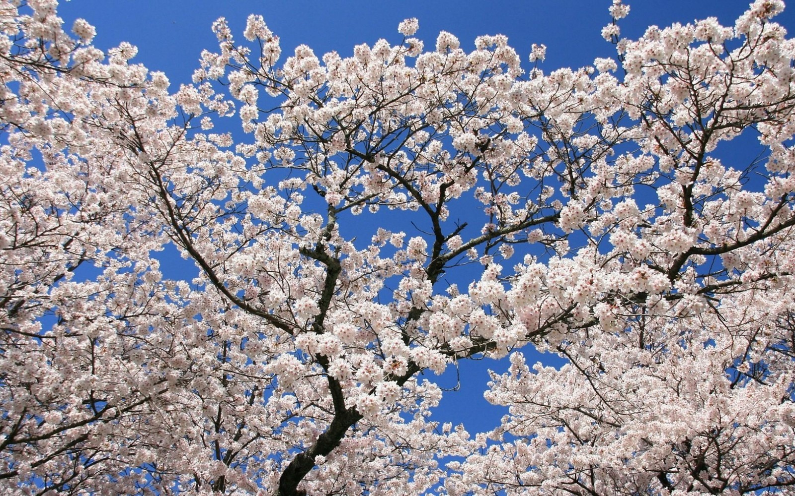 A close up of a tree with white flowers against a blue sky (blossom, tree, plant, branch, spring)