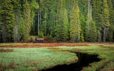 Nature tranquille avec des conifères luxuriants et un ruisseau serein