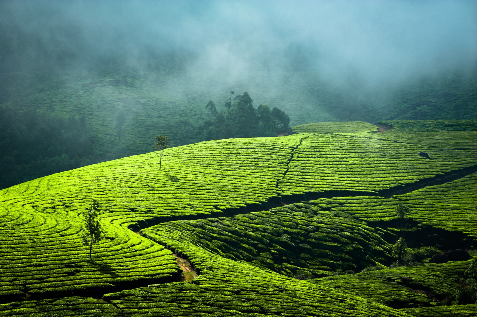 Uma vista árabe de uma plantação de chá nas terras altas de cameron (agricultura, estância, campo, pradaria, verde)