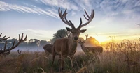 Majestic Red Deer Grazing in Misty Grassland at Sunrise