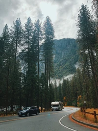 Winding Road Through Towering Conifers and Misty Mountains