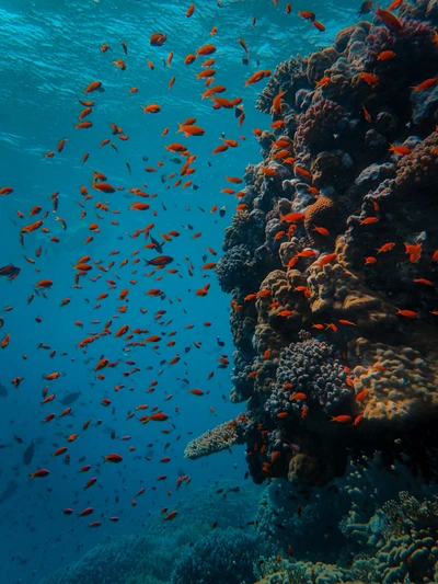 Um vibrante cardume de peixes alimentadores nada perto de um recife de coral colorido, mostrando a rica biodiversidade do ambiente marinho subaquático.