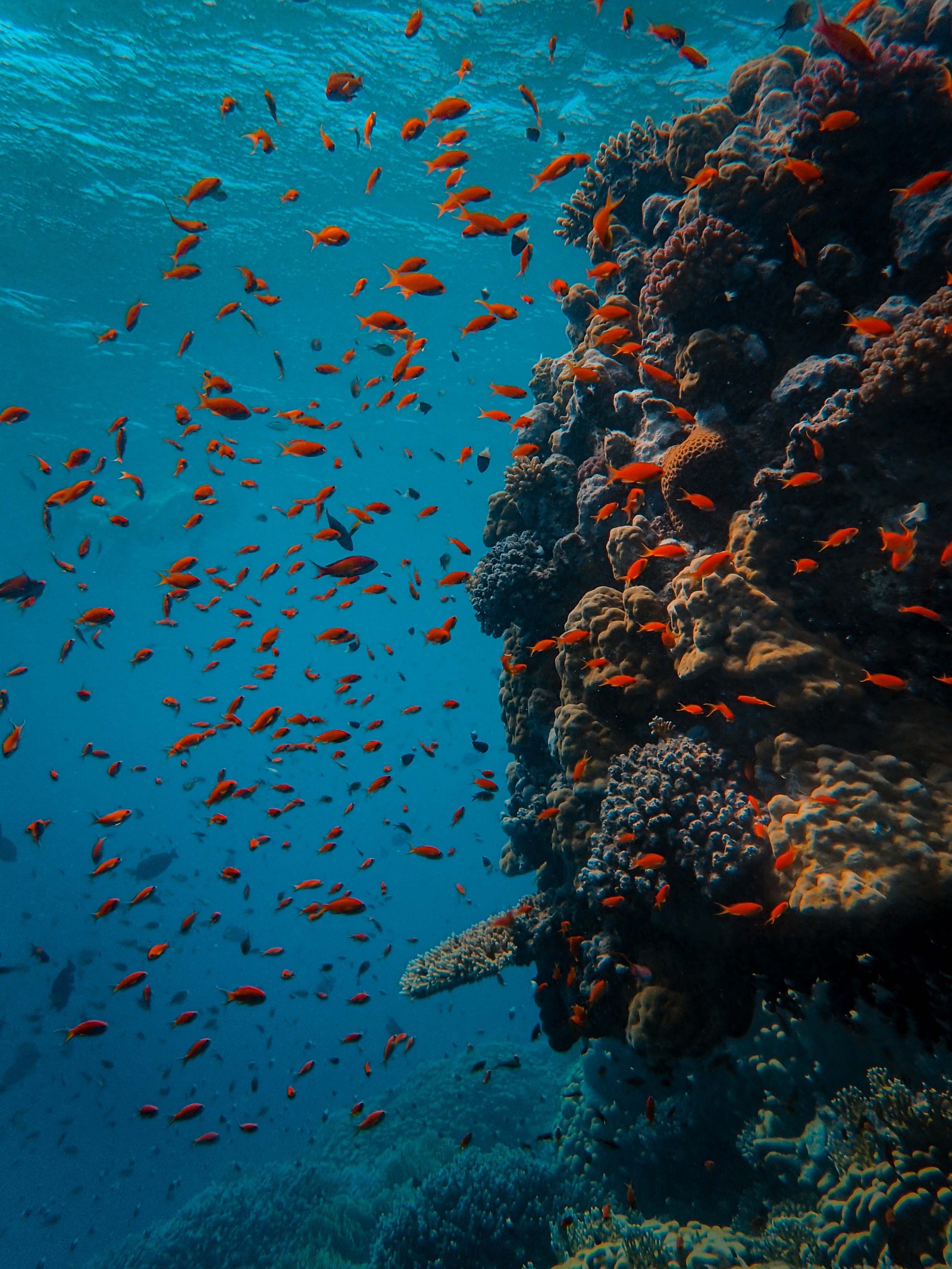 Hay muchos peces pequeños nadando en el agua cerca de un coral (banco, agua, peces de arrecife de coral, arrecife de coral, biología marina)