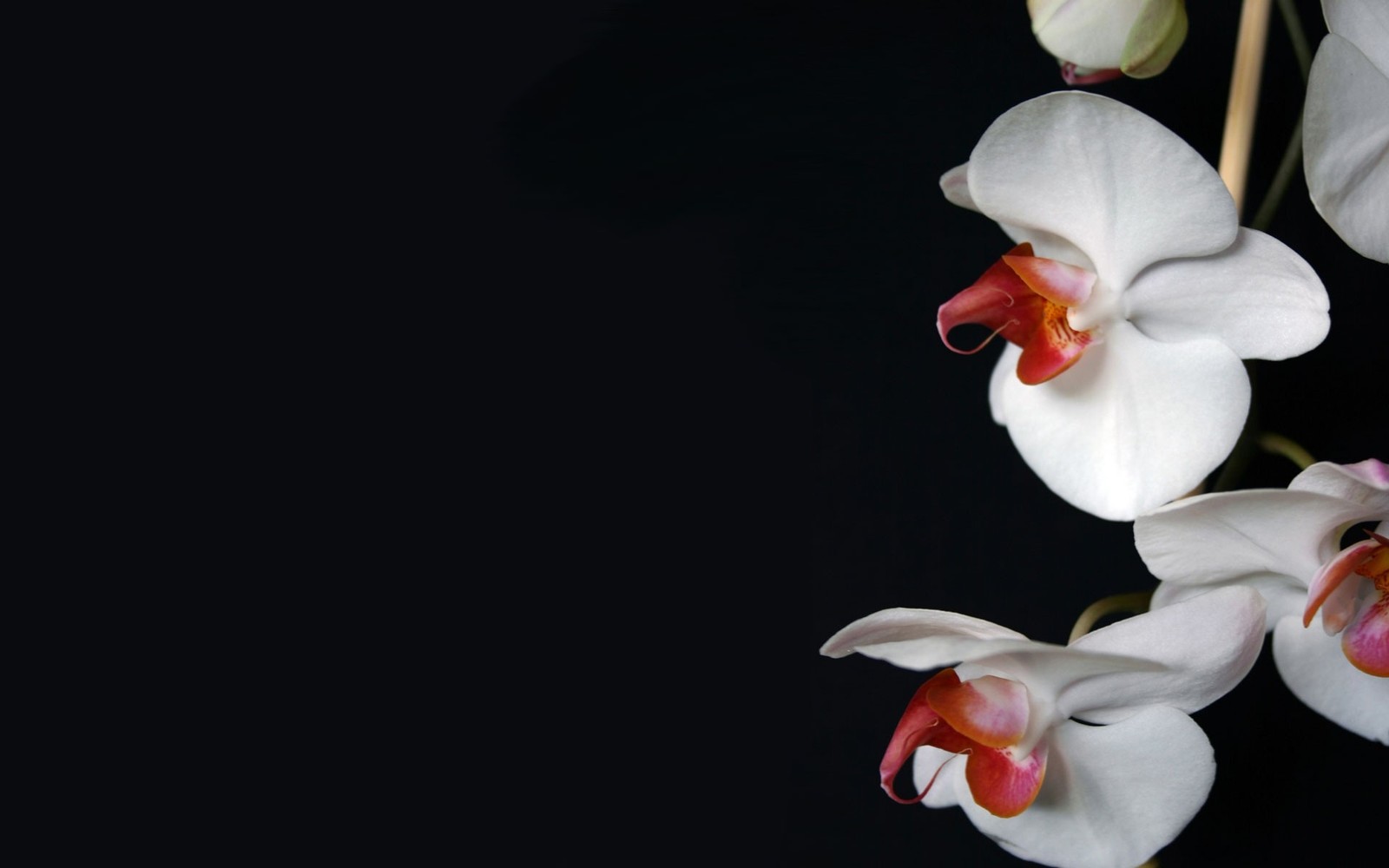 There are three white flowers with red centers on a black background (orchids, plant, petal, still life photography)