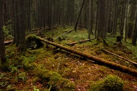 Bosque de abetos exuberante con suelo cubierto de musgo y árboles caídos