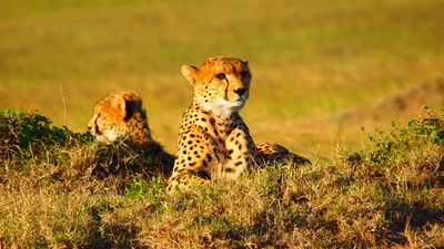 масаи мара, maasai mara, гепард, сафари, safari