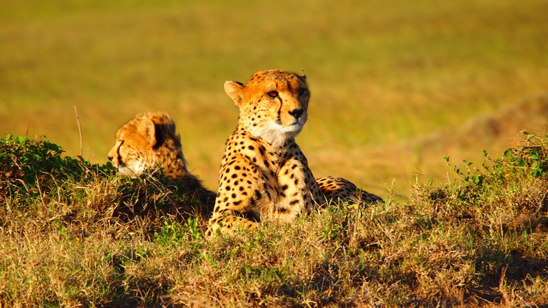 Две гепарды сидят в траве, смотря на камеру (масаи мара, maasai mara, гепард, сафари, safari)