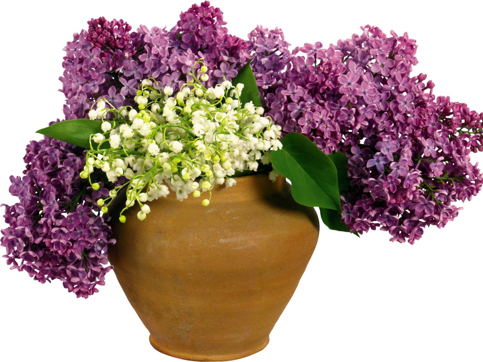 Des fleurs violettes et blanches dans un vase sur fond blanc (pot de fleurs, lilas, fleurs coupées, violet, plante à fleurs)