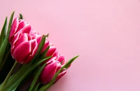 Vibrant Pink Tulips on a Soft Pink Background