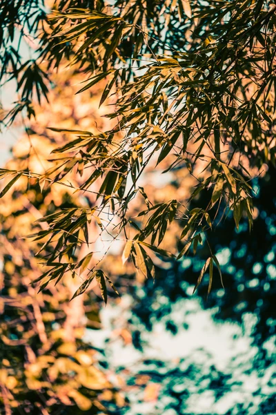 Folhas de bambu iluminadas pelo sol em meio à vegetação exuberante