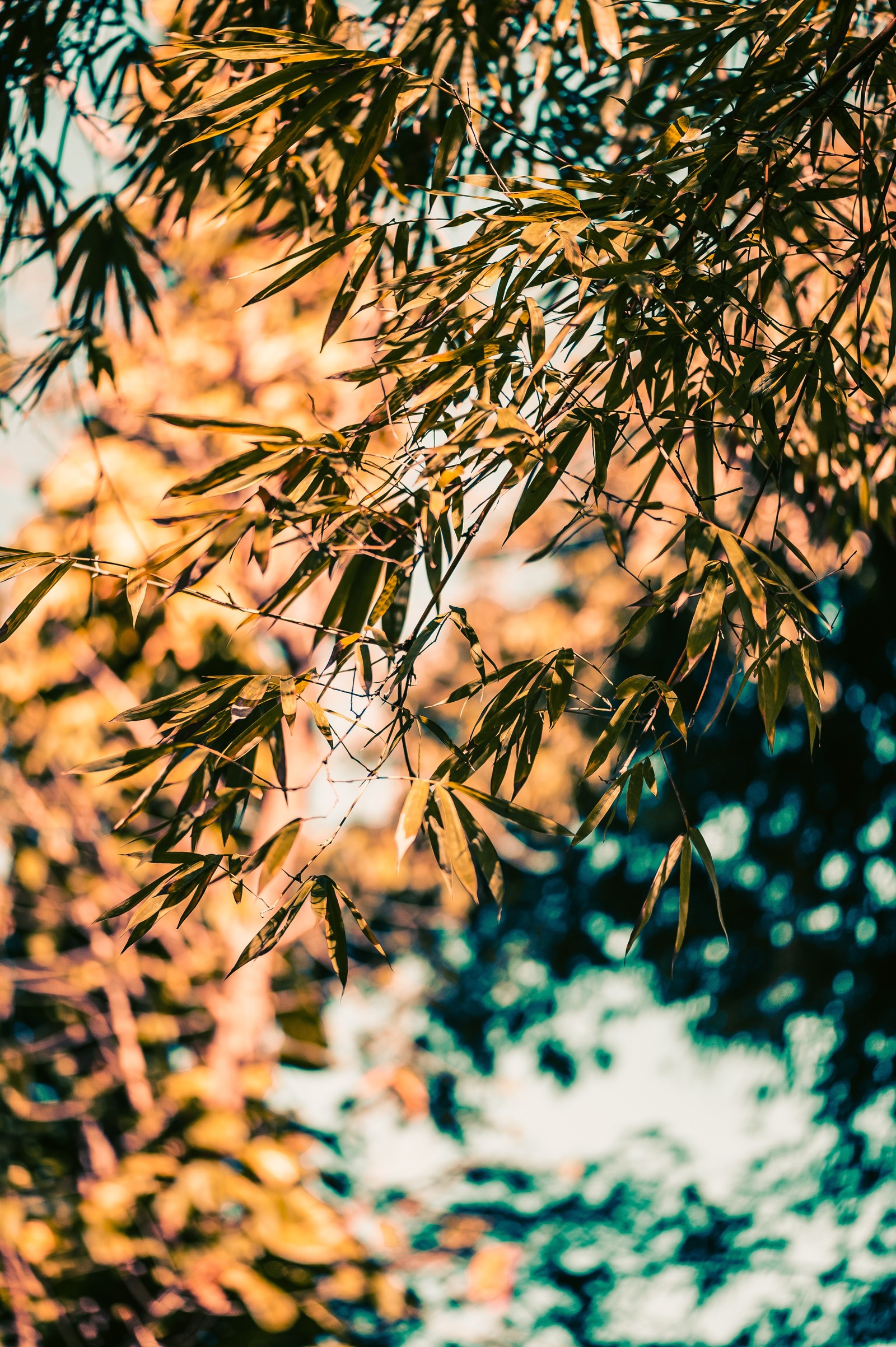 Ein vogel sitzt auf einem baumast (zweig, bambus, baum, natur, blatt)