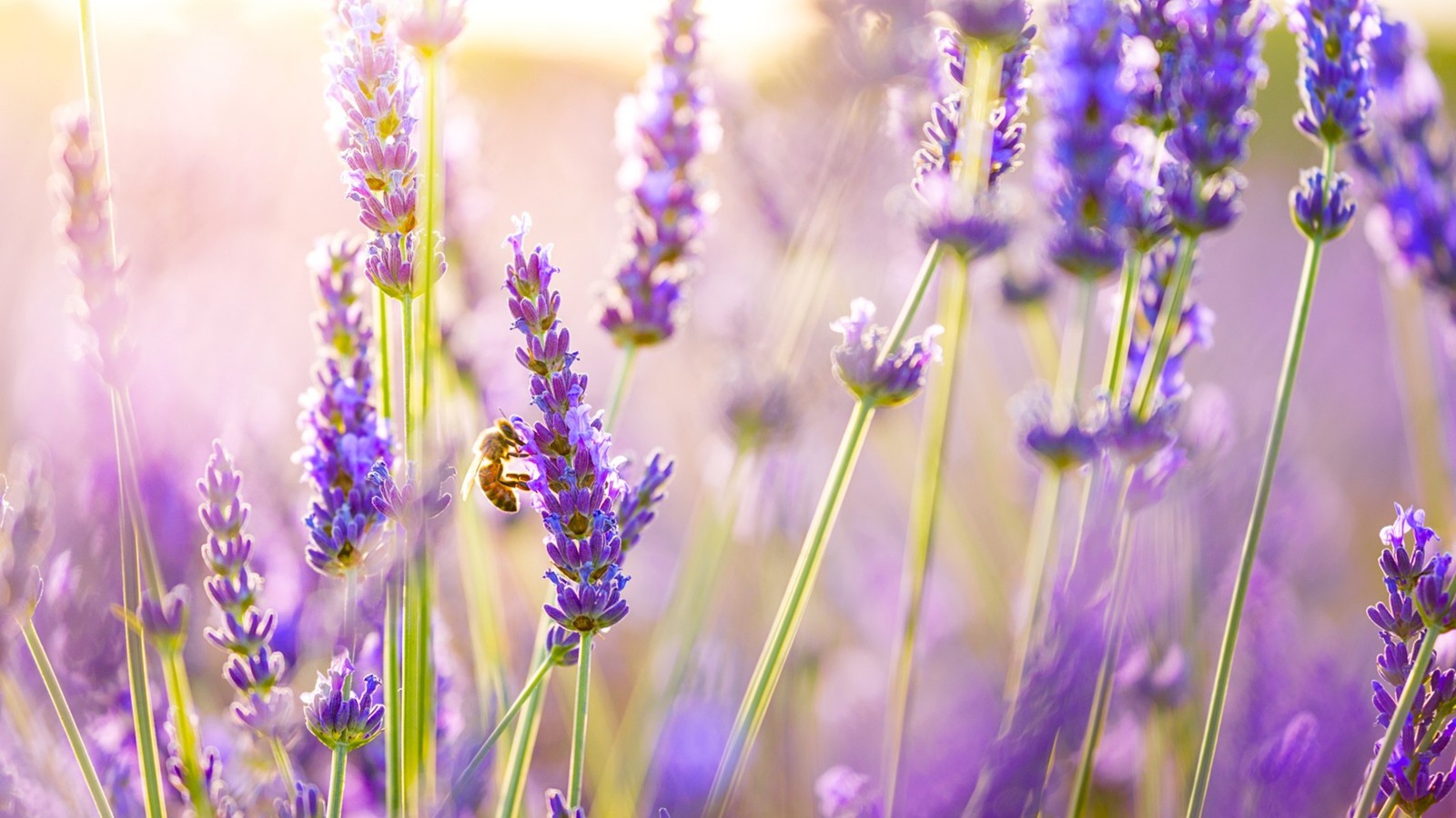 Lade lavendel, blume, blühende pflanze, englische lavendel, lila Hintergrund herunter