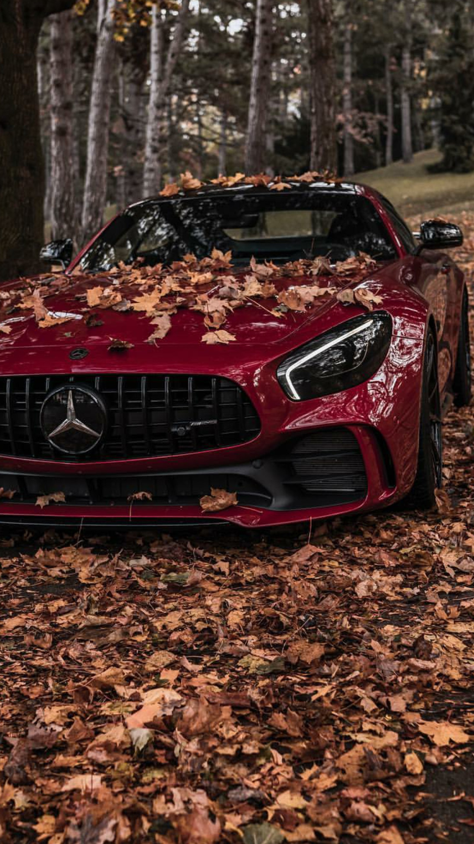 Gros plan d'une voiture rouge garée dans une forêt (mercedes, amg, rouge, voiture, supersportive)