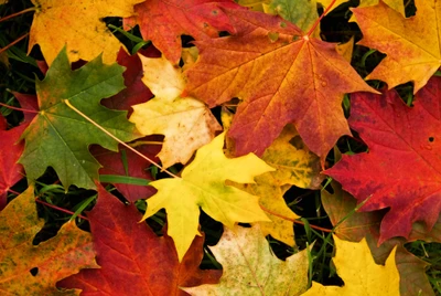 hojas de otoño, naturaleza