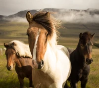 Cavalos majestosos vagando na natureza cênica