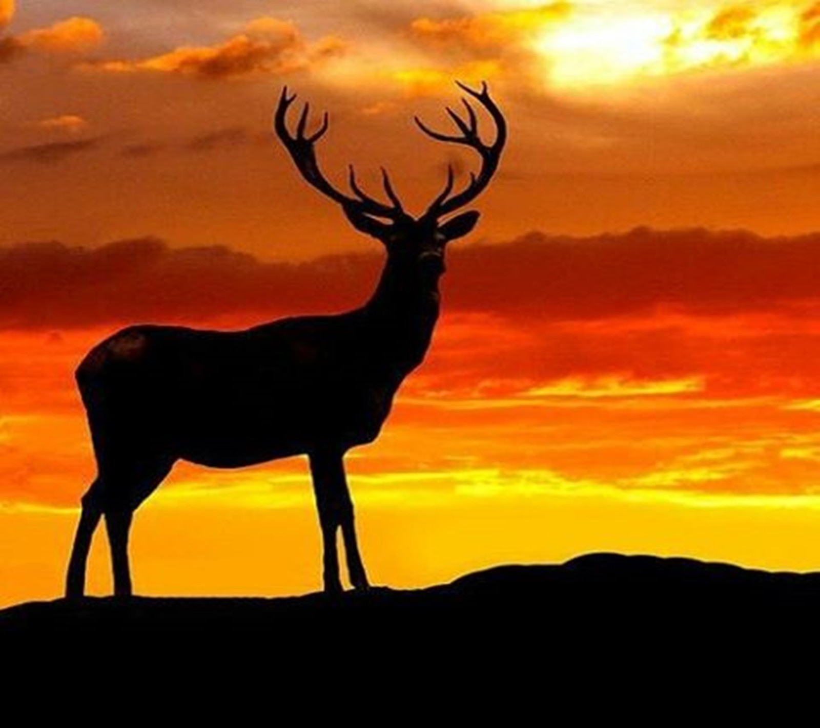 animal, landscape Download Wallpaper