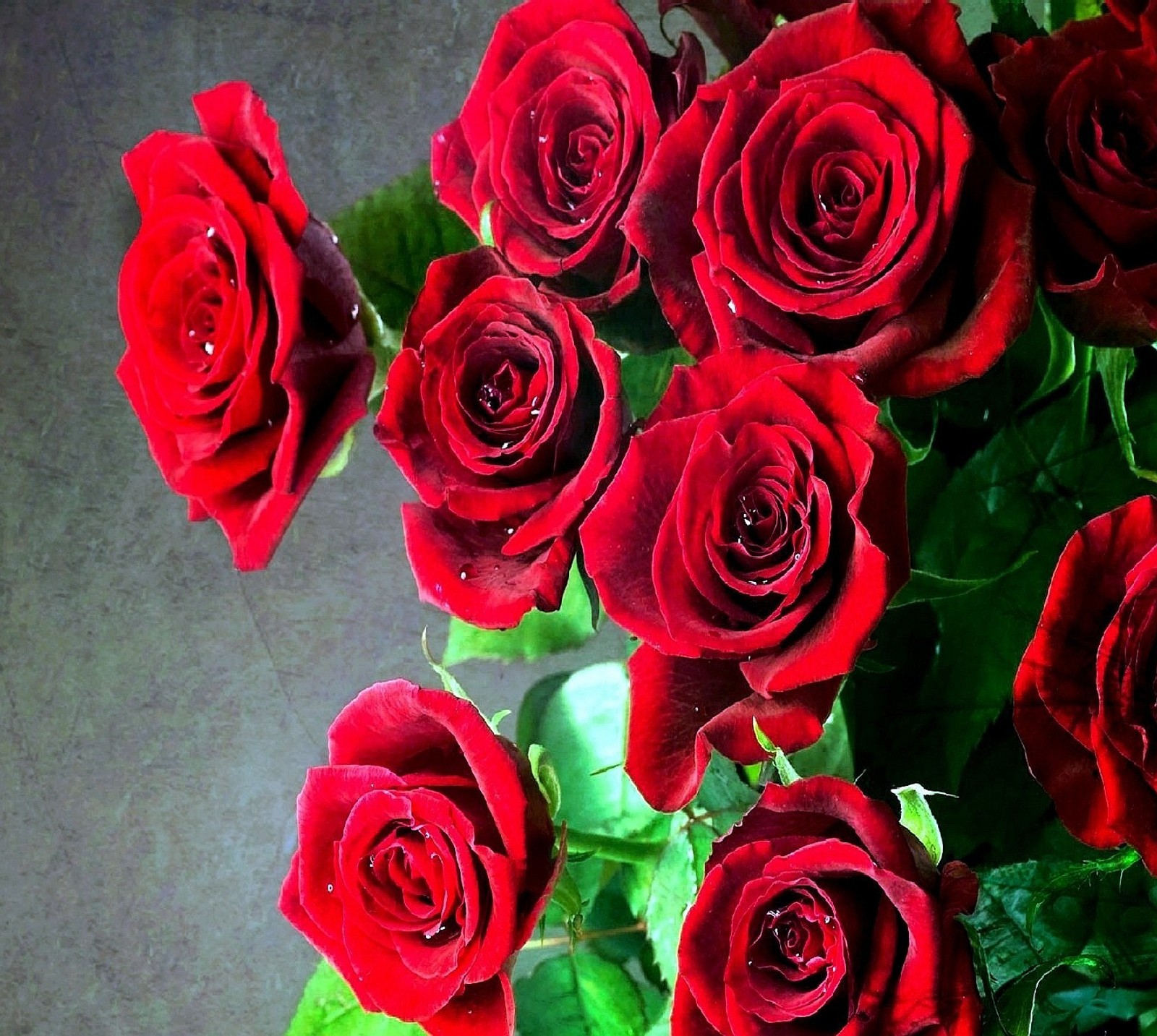 There are many red roses in a vase on the table (rose)