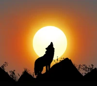 animal, design, nature, sun wallpaper