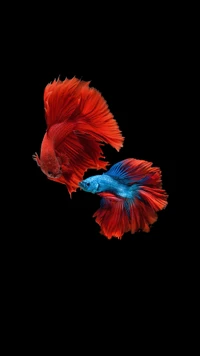 Poissons Betta rouges et bleus vibrants dans un fond d'aquarium HD