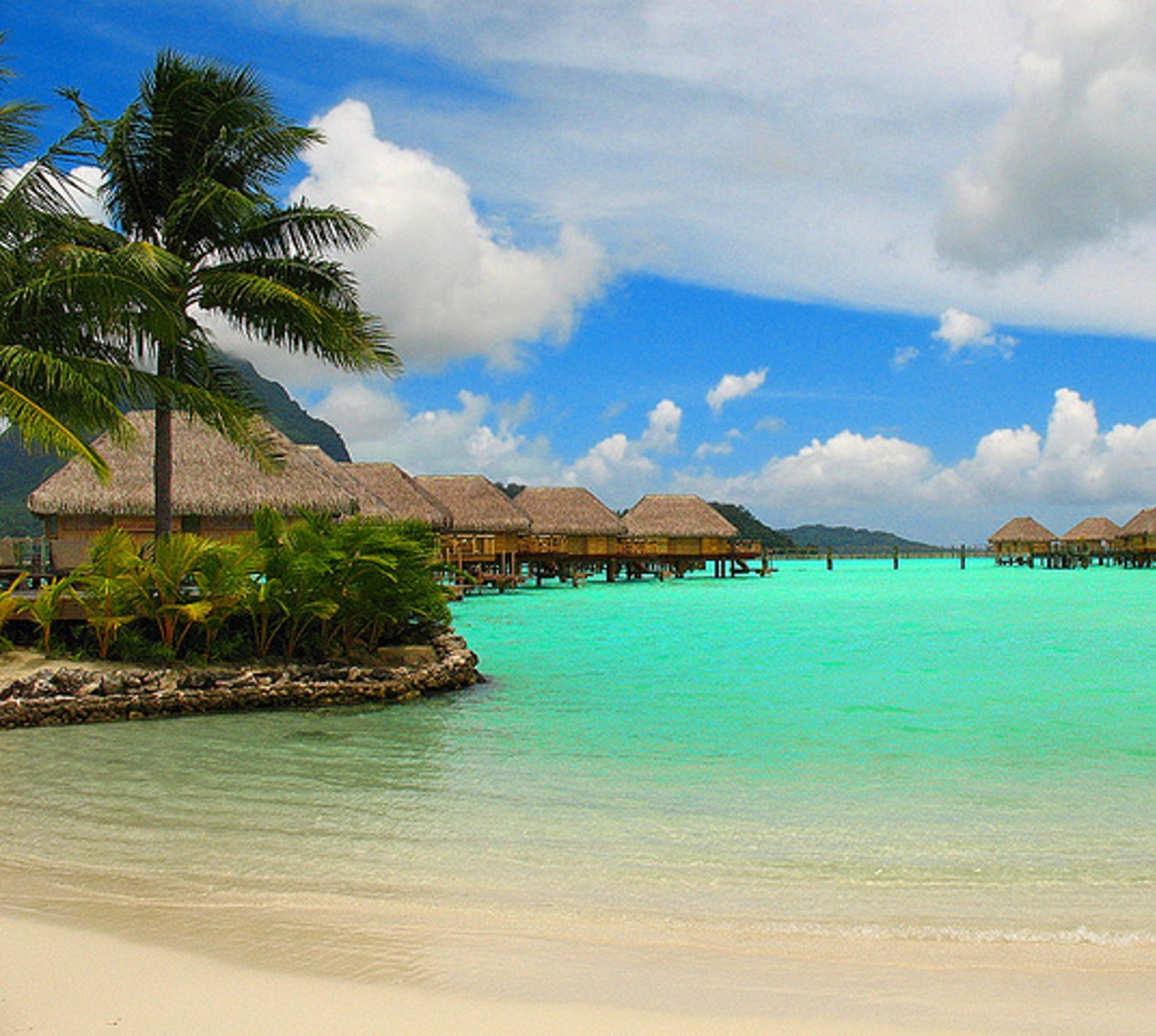 Há muitas cabanas na praia com palmeiras na água (praia, bora bora, oceano, palmeiras, estância)