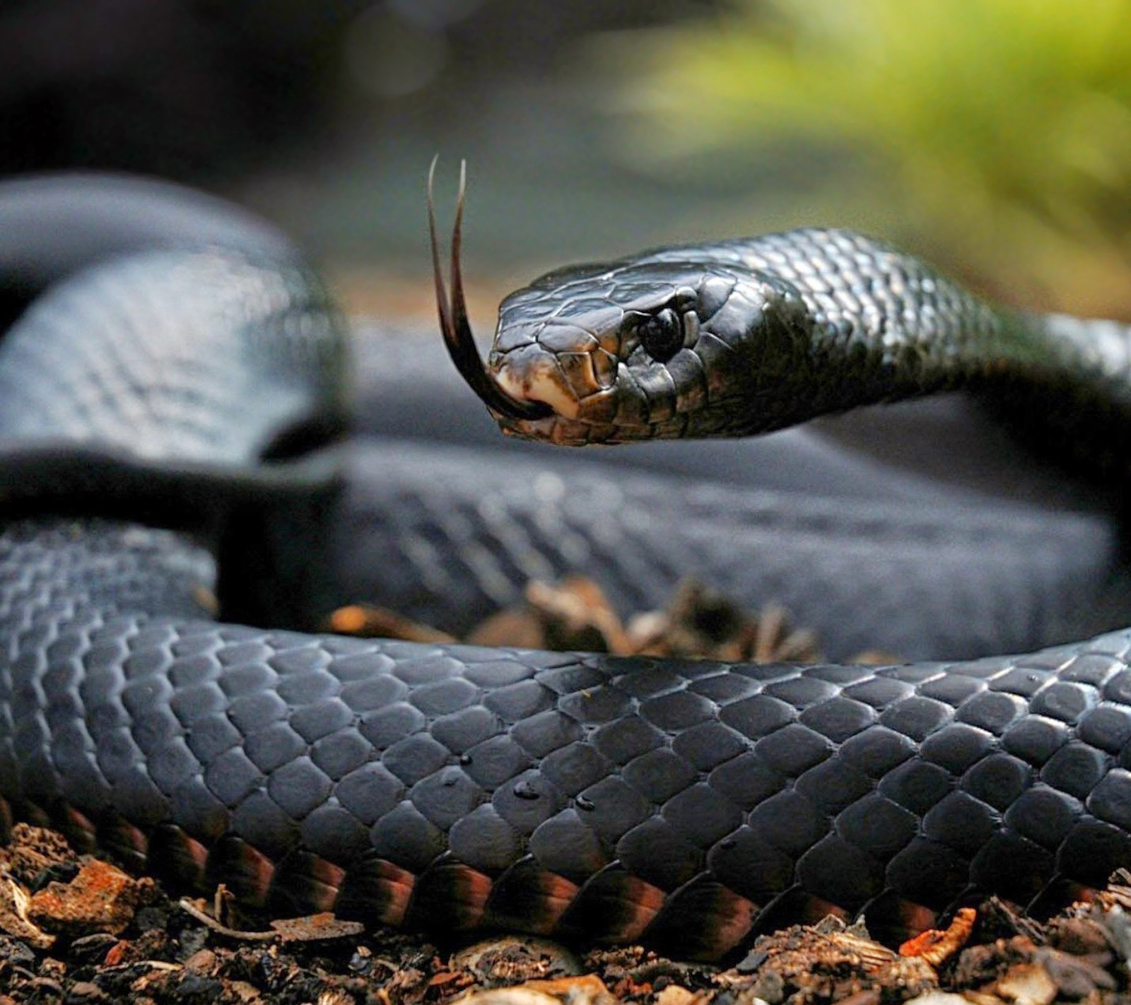 There is a black snake with a long tongue on the ground (reptile, snake)