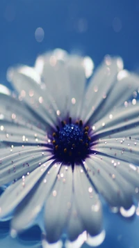 Primer plano en HD de una flor blanca con gotas de rocío