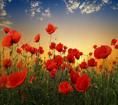 Pavots rouges vibrants dans un champ doré au coucher du soleil