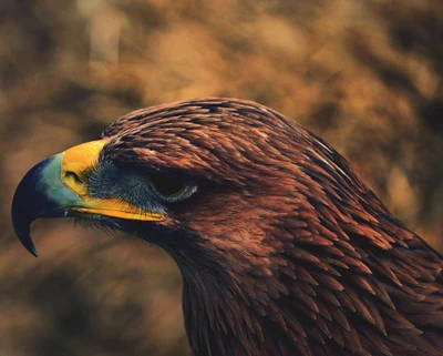 aves, marrón, halcón