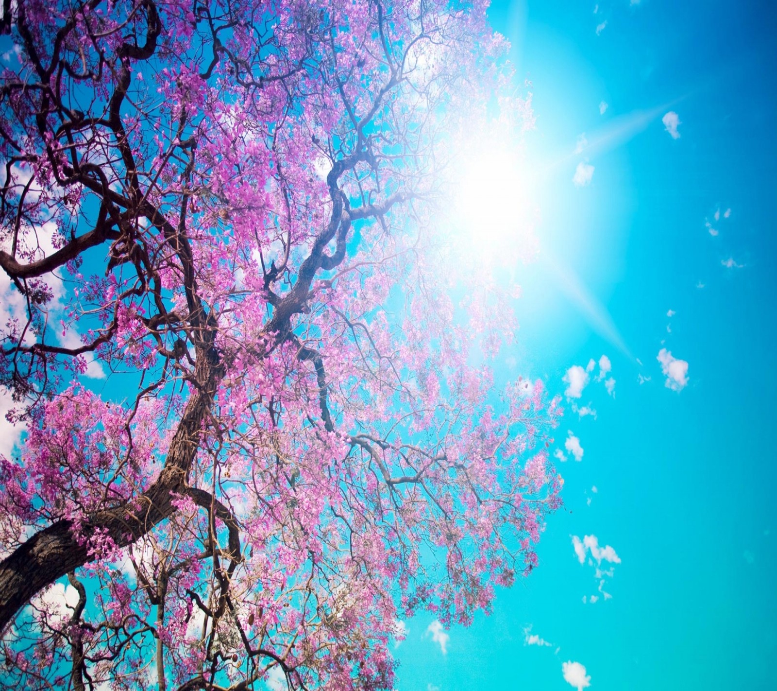 A close up of a tree with pink flowers and the sun shining through it (nature, pink, spring, tree)