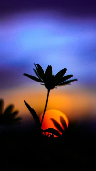 coucher de soleil, fleur