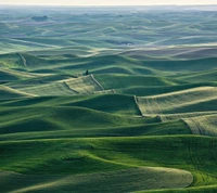 Planícies verdes exuberantes em paisagens onduladas