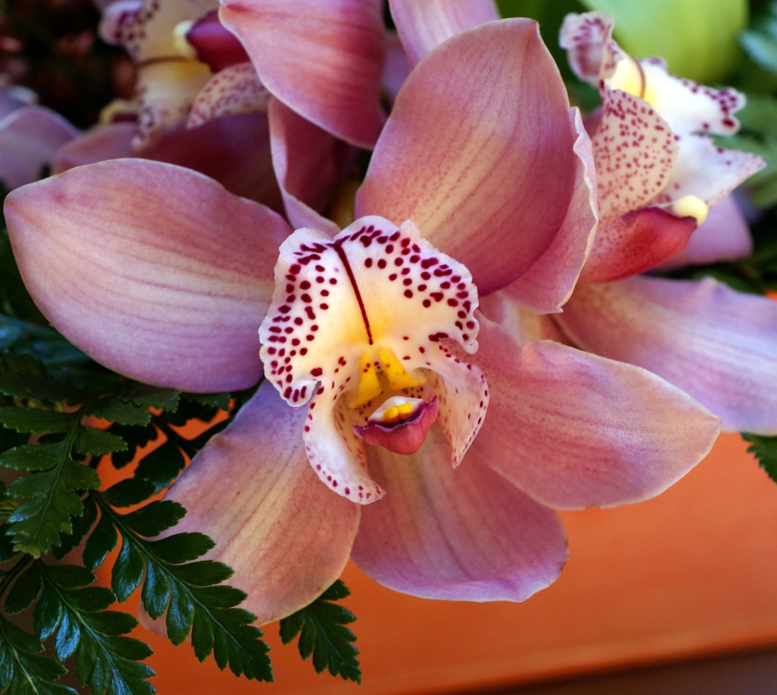 There is a close up of a flower with a green plant in the background (beautiful, flower)