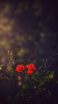 flower, hearts, leaves wallpaper