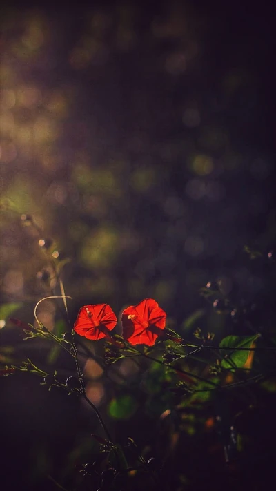 flor, corações, folhas