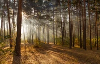 La lumière du soleil filtre à travers un chemin forestier de sapins et de firs