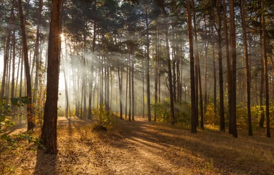 La luz del sol filtra a través de un sendero en un bosque de abetos y píceas