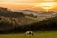 atardecer, pasteo, prado, naturaleza, pradera