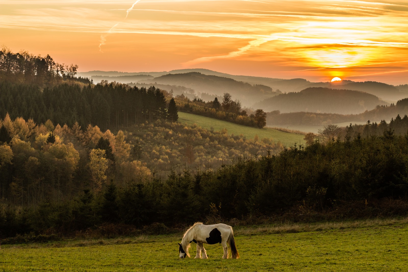 Eine giraffe weidet auf einer wiese mit einem schönen sonnenuntergang im hintergrund (sonnenuntergang, weiden, weide, natur, grasland)