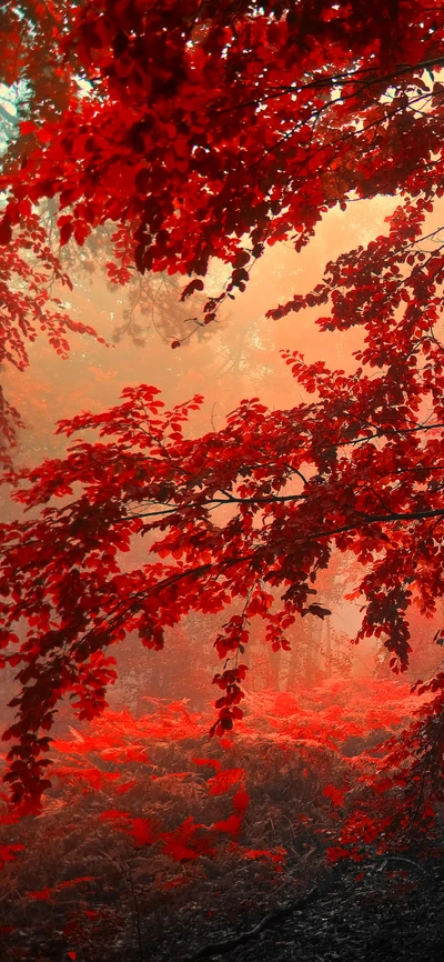 Hojas rojas vibrantes en un paisaje forestal brumoso