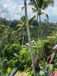 Üppige tropische Vegetation mit hohen Palmen, die über eine lebendige Dschungellandschaft blicken.