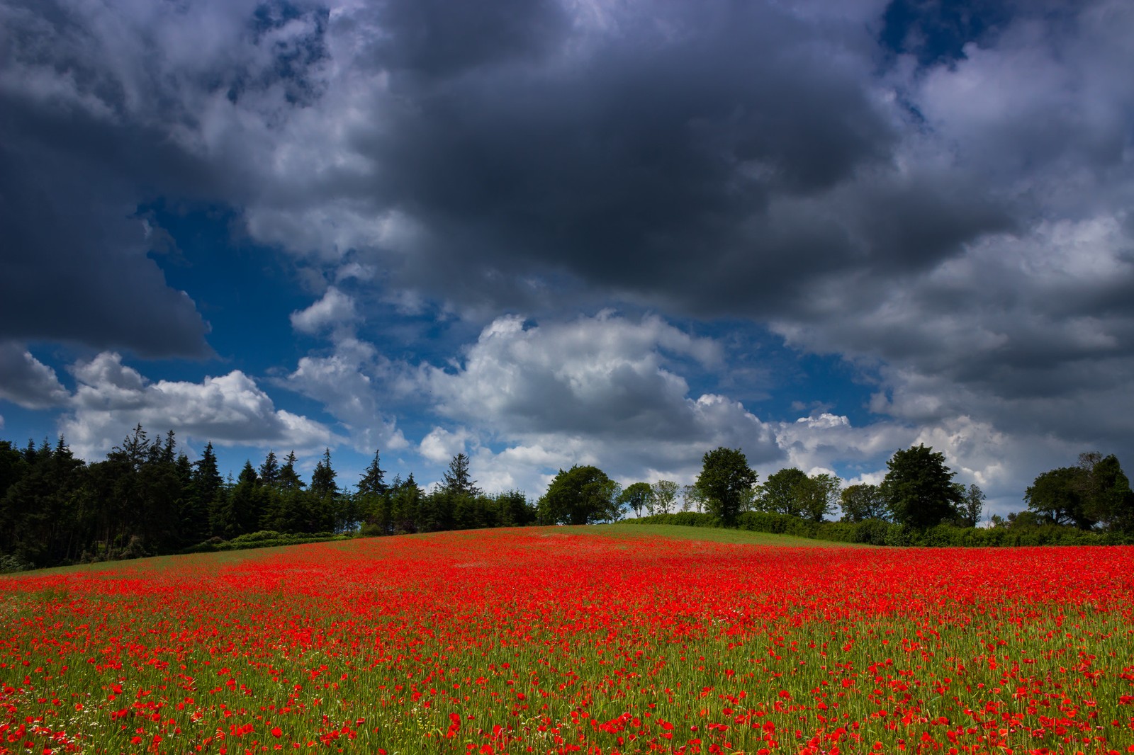 A close up of a field of red flowers under a cloudy sky (field, nature, cloud, meadow, sky)